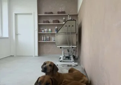 Фото догляду за собакою в&nbsp;салоні Dog Soul 1